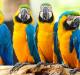 К чему снится волнистый попугай: девушке, женщине, беременной, мужчине – толкование по разным сонникам