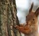 Co wiewiórka je w naturze i w domu?