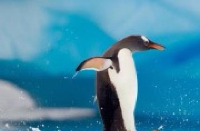 Bir penguen hayal ediyorsanız Penguenler bir rüyada ne anlama geliyor?