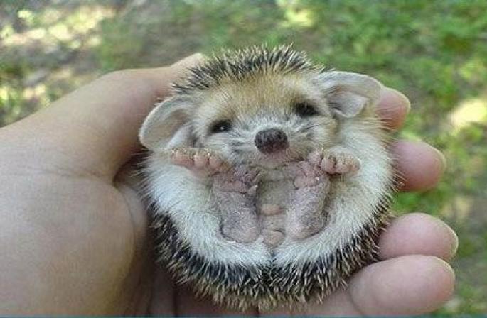 Sipas librit të ëndrrave Hedgehog çfarë do të thotë një ëndërr?