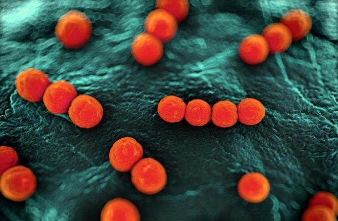 Răspândirea bacteriilor în aer, sol, apă, organismele vii