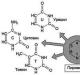 Structura acidului dezoxiribonucleic (ADN)