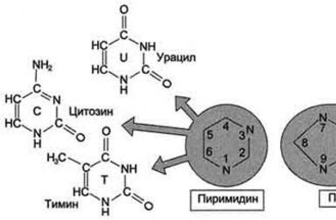 Structura acidului dezoxiribonucleic (ADN)