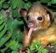 Kinkajou – ein süßes kleines Tier Wie sieht ein Kinkajou aus?