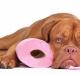 Pancreatita la câini - cauze și tratament