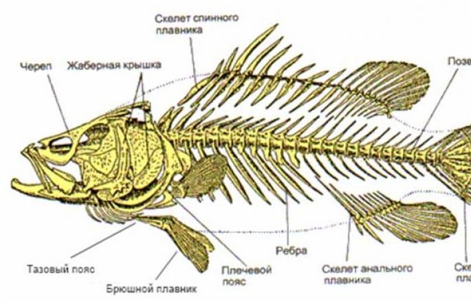 Studie zur Diversität der Fischarten - Studie zur Diversität der Fischarten