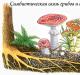 Cechy odróżniające grzyby kapeluszowe od innych grzybów Różnorodność grzybów i ich znaczenie