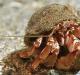 Caranguejo eremita, suas características, estilo de vida e habitat