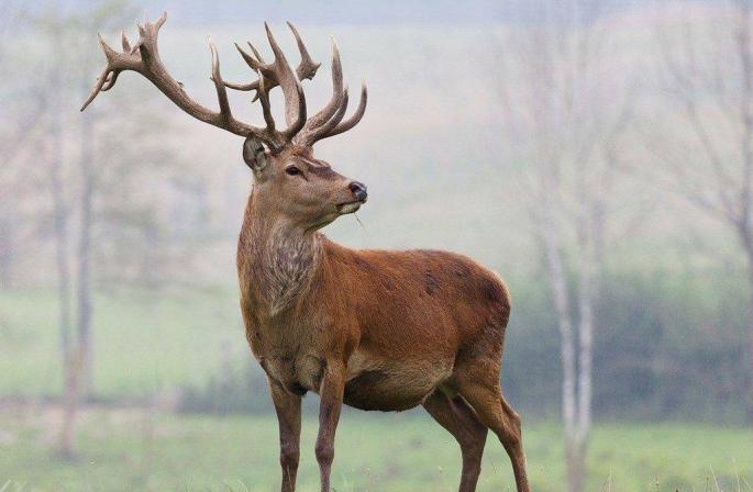 Căprioare, note de lecție despre introducerea copiilor în natură Fotografii cool și amuzante