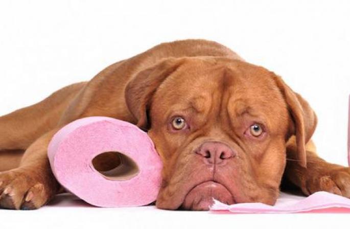Панкреатит у собак – причины и лечение
