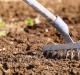 Karottenpflanzung und Pflege im Freiland Pflanztermine richtige Aussaat Gießen und weitere Pflege