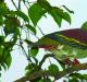 Gatunek: Treron sieboldii = japońska zielona gołębica japońska zielona gołębica